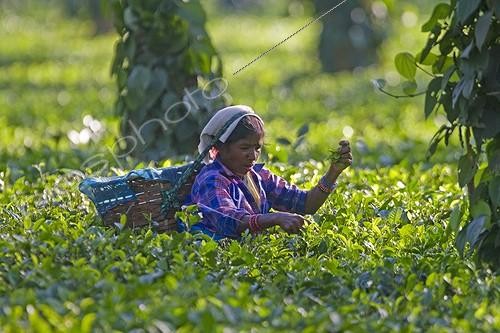 Biosphoto | 1571529 | Harvest in a organic tea plantation in Assam in India | &copy; Sylvain Cordier / Biosphoto