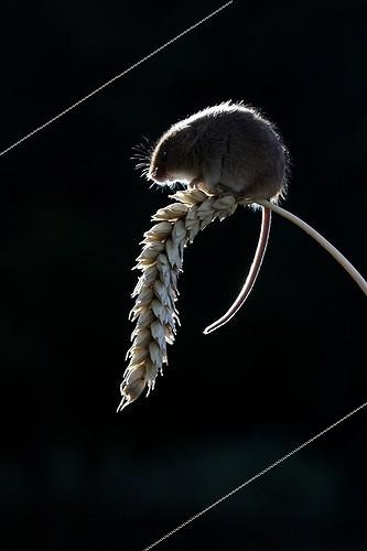 Biosphoto | 1860805 | Harvest mouse backlit on an ear England | &copy; Mike Lane / Biosphoto