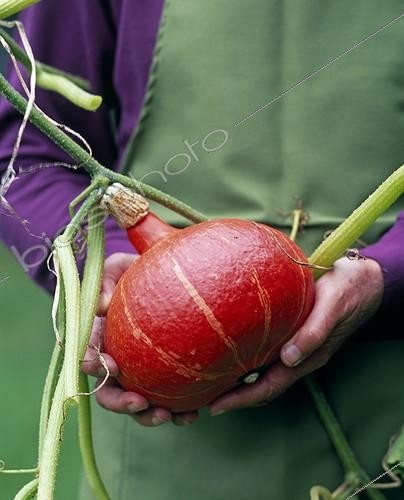 Biosphoto | 1206537 | Harvest of a potimarron squash in a kitchen garden | &copy; Gilles Le Scanff & Joëlle-Caroline Mayer / Biosphoto