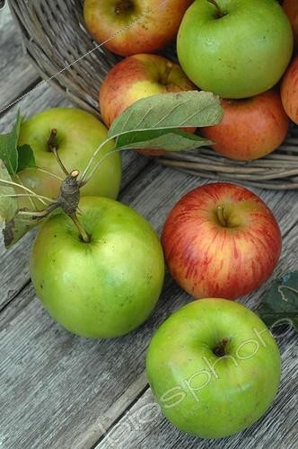 Biosphoto | 1962701 | Harvest of apples in a garden ; Granny Smith' and 'Reine des Reinettes' | &copy; Catherine Fruhinsholz / Biosphoto