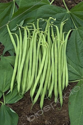 Biosphoto | 2032466 | Harvest of beans 'Castandel' in a kitchen garden | &copy; DIGIT images / Biosphoto