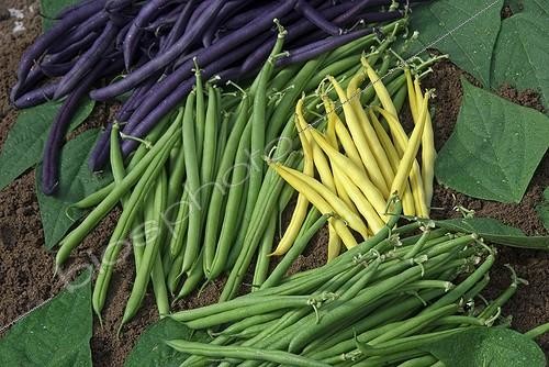 Biosphoto | 2032406 | Harvest of beans in a kitchen garden | &copy; DIGIT images / Biosphoto