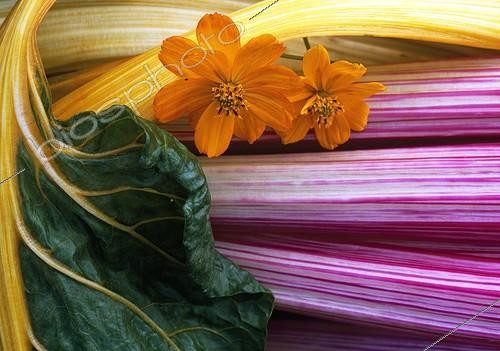Biosphoto | 628832 | Harvest of beets and sulphur cosmos | &copy; Gilles Le Scanff & Joëlle-Caroline Mayer / Biosphoto
