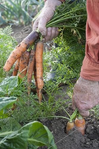 Biosphoto | 2034462 | Harvest of carrots in a kitchen garden | &copy; Jean-Michel Groult / Biosphoto