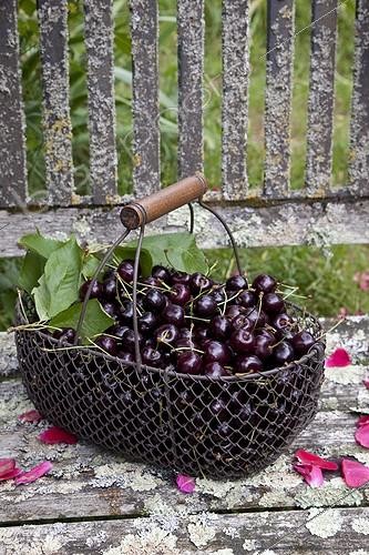 Biosphoto | 1637341 | Harvest of cherries 'Kordia' in a garden | &copy; NouN / Biosphoto