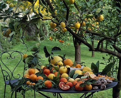 Biosphoto | 628059 | Harvest of citrus fruits on garden table | &copy; Gilles Le Scanff & Joëlle-Caroline Mayer / Biosphoto