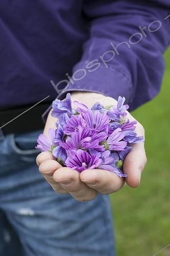 Biosphoto | 2047507 | Harvest of common mallow flowers | &copy; Jean-Michel Groult / Biosphoto