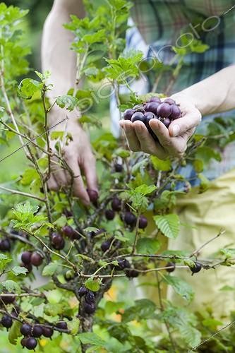 Biosphoto | 2046411 | Harvest of goosberries 'Captivator' in a kitchen garden | &copy; Jean-Michel Groult / Biosphoto