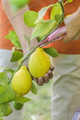 Biosphoto | 2435492 | Harvest of lemons of the variety 'Lunario', at maturity | &copy; Jean-Michel Groult / Biosphoto