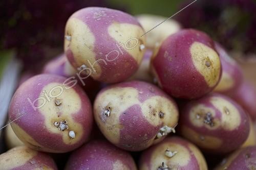 Biosphoto | 1818436 | Harvest of potatoes 'Oeil de Sologne' in a kitchen garden | &copy; Jean-Michel Groult / Biosphoto
