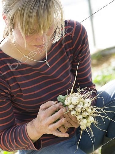 Biosphoto | 2124460 | Harvest of radishes 'Glaçon' at  Les jardins de Théia  | &copy; Rémy Courseaux / Biosphoto