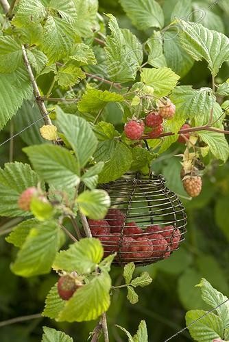 Biosphoto | 1156318 | Harvest of Raspberries in a garden | &copy; Laurie Hégo / Biosphoto