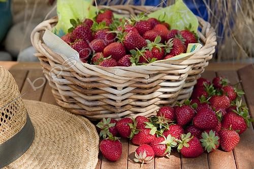 Biosphoto | 1637337 | Harvest of strawberries 'Elsanta' in a garden | &copy; NouN / Biosphoto