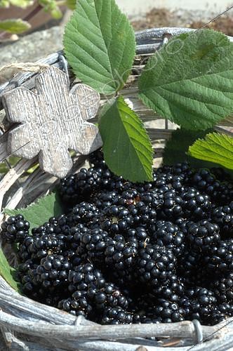 Biosphoto | 2073149 | Harvest of wild blackberries (Rubus fructicosus) in a basket | &copy; Catherine Fruhinsholz / Biosphoto