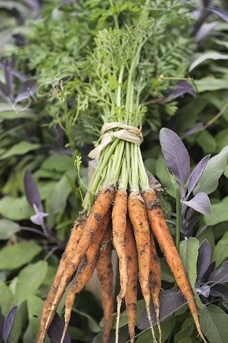 Biosphoto | 2034471 | Harvest of young carrots in a kitchen garden | &copy; Jean-Michel Groult / Biosphoto