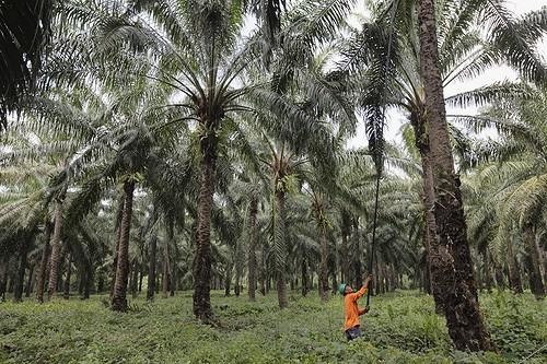 Biosphoto | 1621970 | Harvested in a plantation of oil palms in Colombia  | &copy; Cyril Ruoso / Biosphoto
