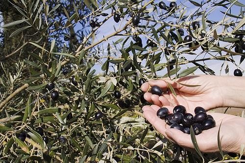 Biosphoto | 1275243 | Harvesting black olives from olive tree | &copy; Lamontagne / Biosphoto