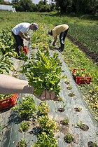 Biosphoto | 2565321 | Harvesting parsley in the Les Pot'iront community garden in Décines. Shared garden and planting in open fields. The garden enables members to buy baskets of organic vegetables at a lower cost, Décines, Grand Lyon, France. | &copy; Antoine Boureau / Biosphoto