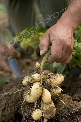 Biosphoto | 1127735 | Harvesting Potatoes Belles de Fontenay France | &copy; Marc Chatelain / Biosphoto