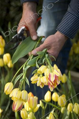 Biosphoto | 853395 | Harvesting Tulip  | &copy; Alexandre Petzold / Biosphoto