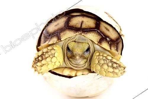 Biosphoto | 2016777 | Hatching African Spurred Tortoise on white background  ; Park Turtles 'A Cupulatta'  | &copy; Claude Thouvenin / Biosphoto