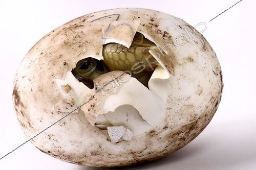 Biosphoto | 2016768 | Hatching Marginated Tortoise on white background  ; Park Turtles 'A Cupulatta'  | &copy; Claude Thouvenin / Biosphoto