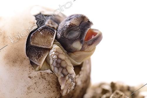 Biosphoto | 2016772 | Hatching Western Hermann's tortoise on white background  ; Park Turtles 'A Cupulatta'  | &copy; Claude Thouvenin / Biosphoto