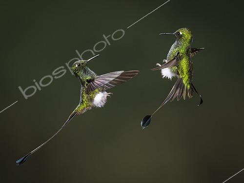 Biosphoto | 2455058 | Haut-de-chausses à palettes (Ocreatus underwoodii) deux mâles s'affrontant en vol, Équateur | &copy; Ignacio Yufera / Biosphoto