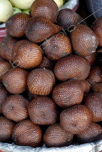 Biosphoto | 1472464 | Havest of fruit of Salak palm tree | &copy; Lamontagne / Biosphoto