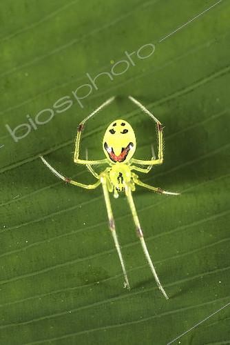 Biosphoto | 2434064 | Hawaiian Happy Face Spider (Theridion grallator) is a spider in the family Theridiidae. Its Hawaiian name is nananana makaki’i (face-patterned spider). Photographed on big island of Hawaii. | &copy; Stuart Wilson / Biosphoto
