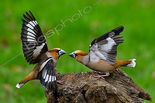 Biosphoto | 2610492 | Hawfinch (Coccothraustes coccothraustes), male competition on a stump in the garden, Marbache, Lorraine, France. | &copy; Stéphane Vitzthum / Biosphoto