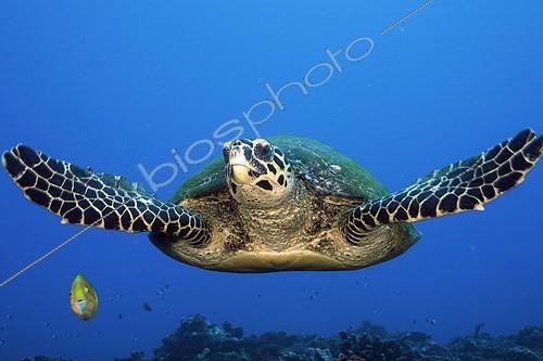 Biosphoto | 1204845 | Hawksbill Turtle in Tahiti in Polynesia | &copy; Fabien Michenet / Biosphoto