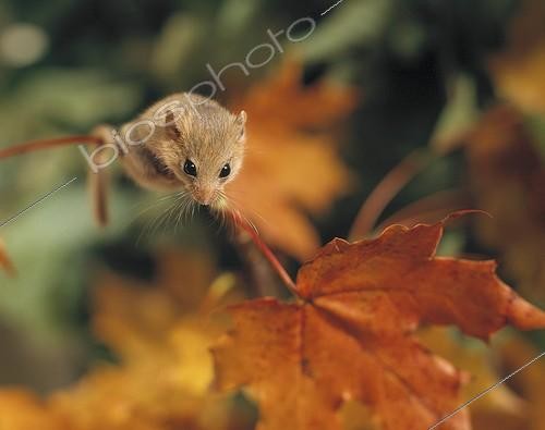 Biosphoto | 5962 | Hazel dormouse on a leaf | &copy; Bengt Lundberg / Biosphoto