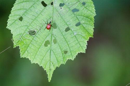 Biosphoto | 1460765 | Hazel leaf roller Weevil on a common filbert leaf France | &copy; Jean-Baptiste Strobel / Biosphoto
