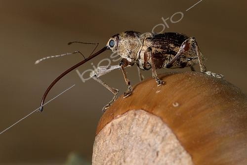 Biosphoto | 2426099 | Hazelnut Weevil (Curculio nucum) Imago on a hazelnut, Parasite of hazelnuts, Brittany, France | &copy; Dominique Halleux / Biosphoto