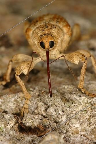 Biosphoto | 696122 | Hazelnut Weevil walking in a scrubland Montolieu | &copy; Jacques Rosès / Biosphoto