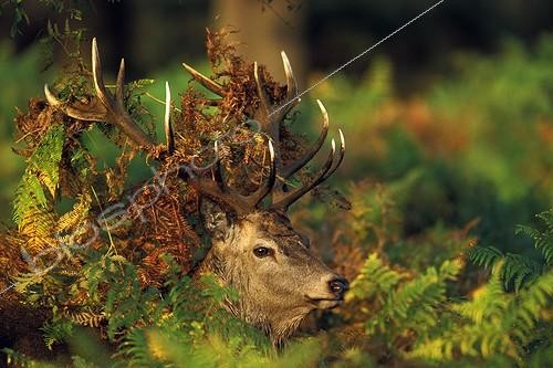 Biosphoto | 721833 | Head of Stag Red deer between the ferns | &copy; Frédéric Desmette / Biosphoto