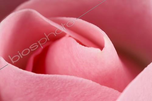 Biosphoto | 180411 | Heart of a Rose France | &copy; Claudius Thiriet / Biosphoto