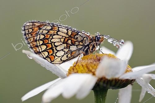 Biosphoto | 1162230 | Heath Fritillary on a dewy daisy France | &copy; Roger Dauriac / Biosphoto