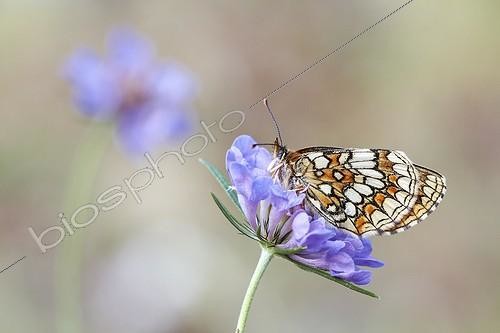 Biosphoto | 1921343 | Heath Fritillary on Scabiosa flower - Serra do Courel Spain | &copy; Siro Moya / Biosphoto