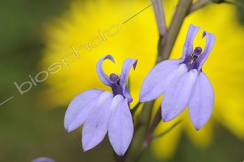Biosphoto | 2010671 | Heath lobelia flowers - Landes France | &copy; Michel Rauch / Biosphoto