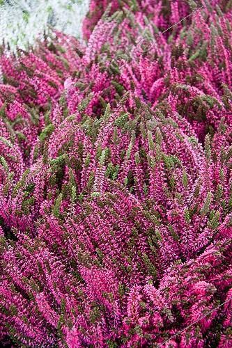 Biosphoto | 1490432 | Heather 'Angie' in bloom a garden | &copy; Lamontagne / Biosphoto