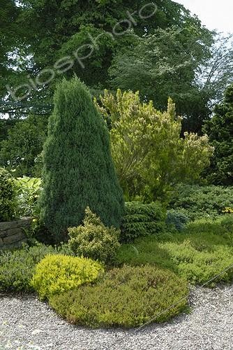 Biosphoto | 993261 | Heathers and conifer | &copy; Lamontagne / Biosphoto
