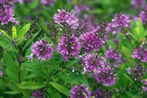 Biosphoto | 2032438 | Hebe 'Wiri Charm' in bloom in a garden | &copy; DIGIT images / Biosphoto
