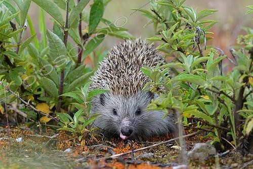 Biosphoto | 2392816 | Hedgehog (Erinaceidae) drinks, Upper Austria, Austria, Europe | &copy; Alfred & Annaliese Trunk / imageBROKER / Biosphoto