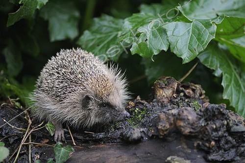 Biosphoto | 996373 | Hedgehog in a garden Britain France | &copy; Robin Monchâtre / Biosphoto