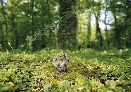 Biosphoto | 223512 | Hedgehog walking on moss in undergrowth France | &copy; Erwan Balança / Biosphoto