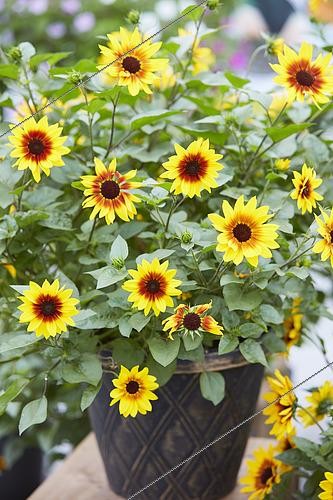 Biosphoto | 2420933 | Helianthus annuus SunBelievable™ Brown Eyed Girl | &copy; Visions Pictures / Biosphoto