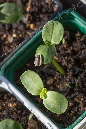 Biosphoto | 2065021 | Heliantus seedling, Provence, France | &copy; Philippe Giraud / Biosphoto