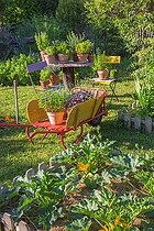Biosphoto | 2084030 | Herbs in pot and square foot kitchen garden with courgette, Provence, France | &copy; Philippe Giraud / Biosgarden / Biosphoto